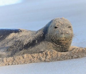 Photo: Hawaiian Monk Seal