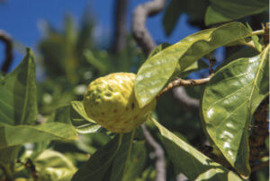 Photo: Noni Plant