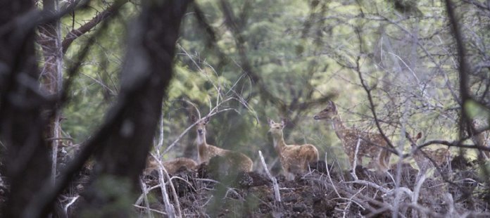 Palauea Photo: Axis deer