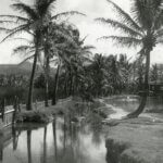 Kakaako