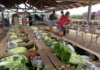Building a Sustainable Future on Kauaʻi Photo: Farmers Market Boxes