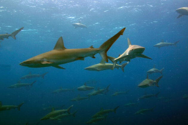 Photo: Galapagos Sharks