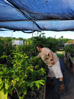 Photo: Shelcy Moniz tending to plants