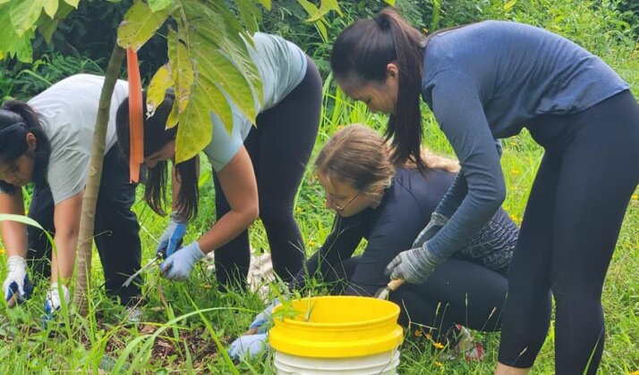 Photo: Volunteers spread mulch for the &#699;ulu plant