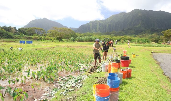 Photo: Volunteers harvest kalo at Kāko‘o ‘Ōiwi