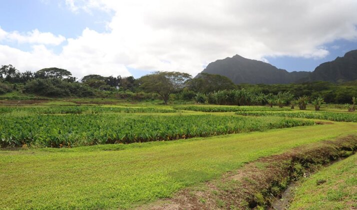Photo: Kalo fields