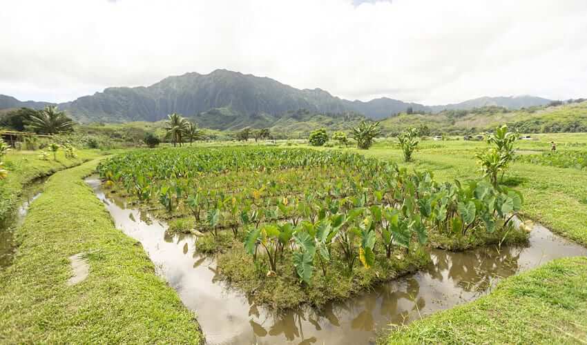 Photo: Kalo fields
