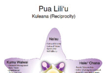 Pua Liliʻu Wellbeing Framework Illustration: Pua Liliʻu flower