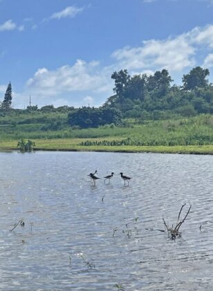 Photo: Ae&#699;o in lo&#699;i