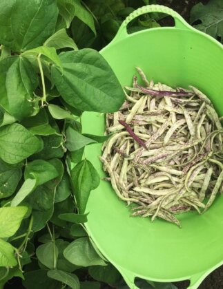Photo: Dragon tongue beans