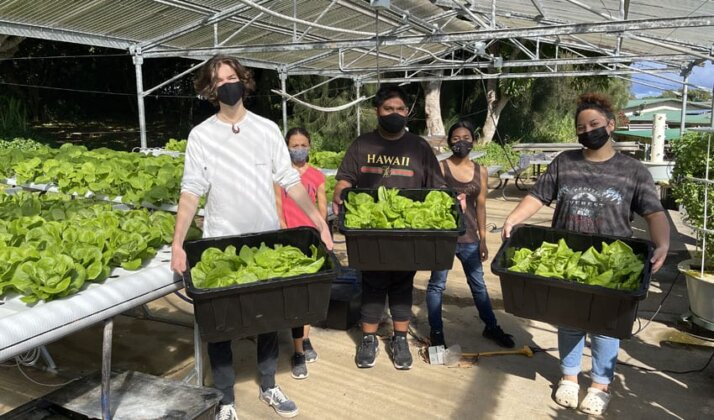 Photo: Kohala High School haumāna with their lettuce harvest