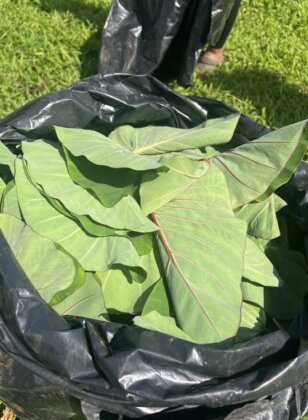 Photo: Freshly harvested lau