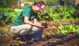 Photo: AgXcel participant harvesting lettuce