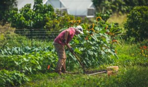 Photo: Participant working at Go Farm