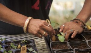 Photo: Wahine planting seedlings