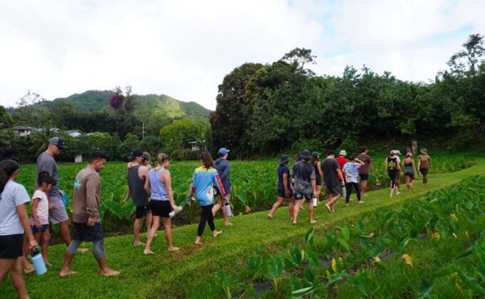 Photo: Volunteers walk between kalo fields