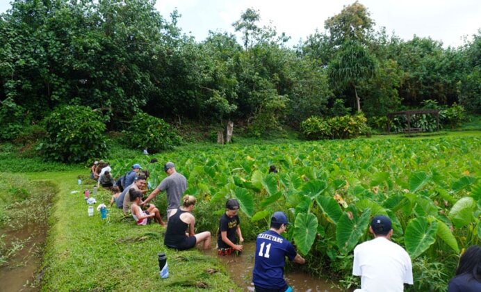 Photo: Volunteers work on kalo field