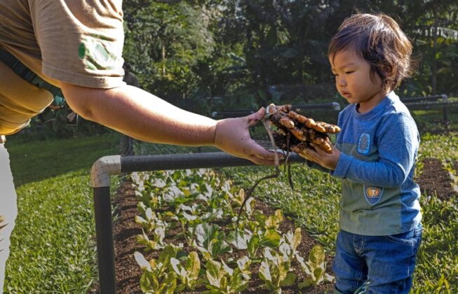 Photo: A young volunteer helps to harvest ‘ōlena