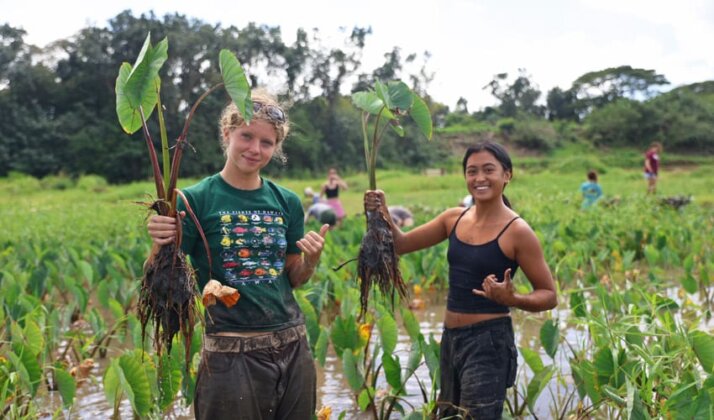Photo: Volunteers planting kalo