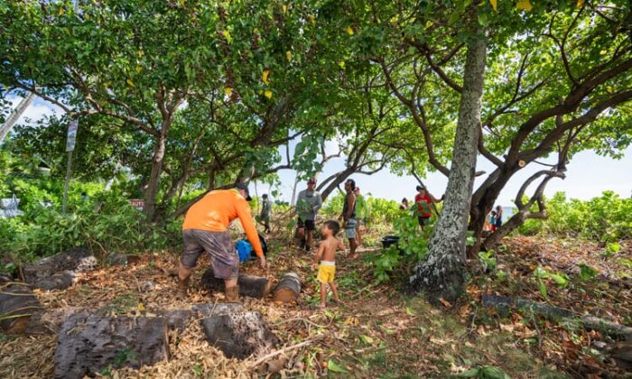 Photo: Volunteers clear trees and brush from Maunalua Bay coastal area