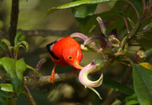 Mūkīkī i ka Wai ʻŌhā Photo: Na Manu Hoa Iiwi