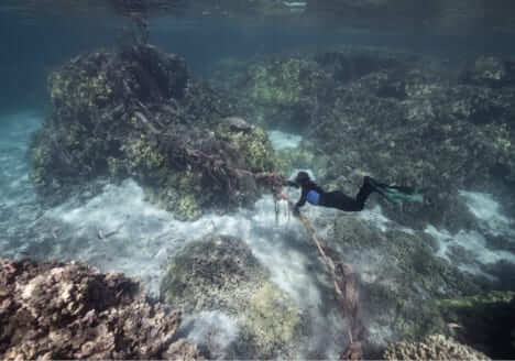 Photo: Fishing Net Removal