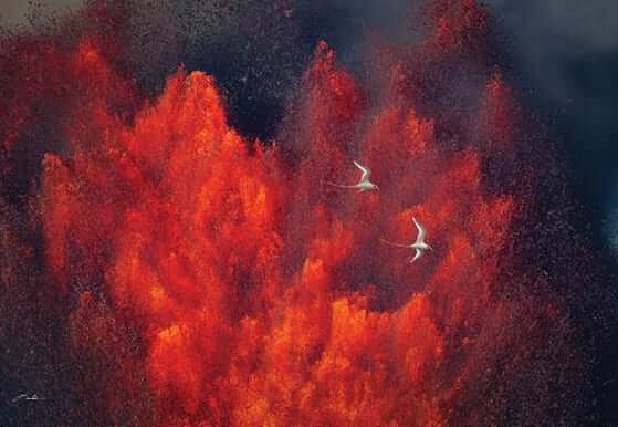Na-Manu-Hoa Photo: Koaʻe of Kīlauea