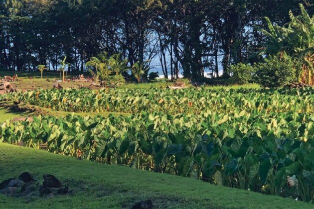 Photo: Restored Lo&#699;i