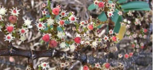 Euphorbia-celastroides Photo: Euphorbia celastroides