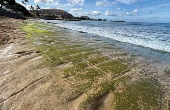 Photo: Petroglyphs carved into the sandstone on Oʻahu’s Waiʻanae Coast