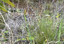 Kākau Kaha Photo: Bluishgreen lau and yellow buds of mauʻu lāʻili