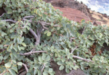 Ka Palupalu o Kanaloa Photo: Kanaloa