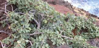 Ka Palupalu o Kanaloa Photo: Kanaloa