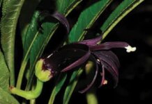 ʻŌhā a me Mamo Photo: C. kohalae