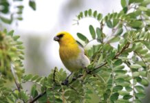 Kualono i ke Alo o Kēhau Photo: Palila