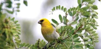 Kualono i ke Alo o Kēhau Photo: Palila