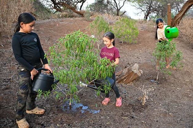 Photo: Keiki of ʻOhana members help to water naio
