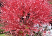 Time for a Review Photo: Kēhau-bedecked lehua with buds