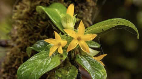 Na-Meakanu3 Photo: Kāmakahala, Genistoma waiolani