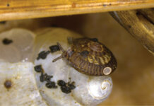 Nā Pūpū o Nihoa Photo: Endodonta christenseni