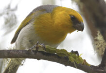 ʻO au nō ʻo Palila Photo: A palila nibbles its meal of māmane