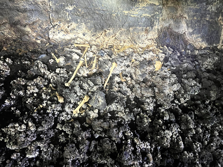 Photo: Sub-fossil bones of the Branta rhuax specimen 