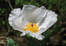 What Our Ancestors’ Teeth Can Teach Us Photo: Puakala