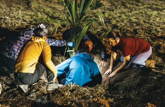 Photo: Volunteers work to plant a coconut tree