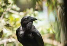 A Voice from the Wild Photo: Native Bird