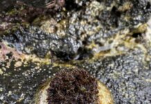 Kaʻūpūlehu: Where Lāhui is Practiced, Not Just Spoken Photo: ʻOpihi