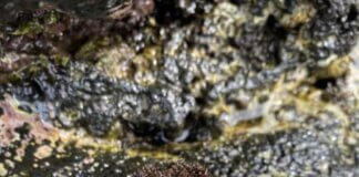 Kaʻūpūlehu: Where Lāhui is Practiced, Not Just Spoken Photo: ʻOpihi