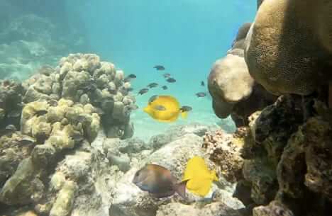 Photo: Coral Reef with Tropical Fish 