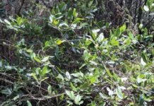 Sweet Lei Mokihana, ʻAuhea ʻOe? Photo: Mokihana sprawls at Kōkeʻe on Kauaʻi