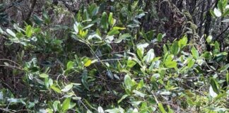 Sweet Lei Mokihana, ʻAuhea ʻOe? Photo: Mokihana sprawls at Kōkeʻe on Kauaʻi